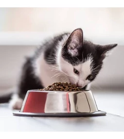 Miért esznek kevesebbet a macskák télen?