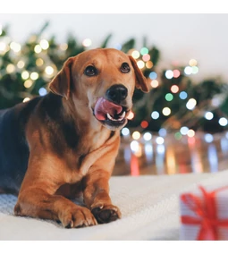 Mivel ne etesd kutyusodat karácsonykor?